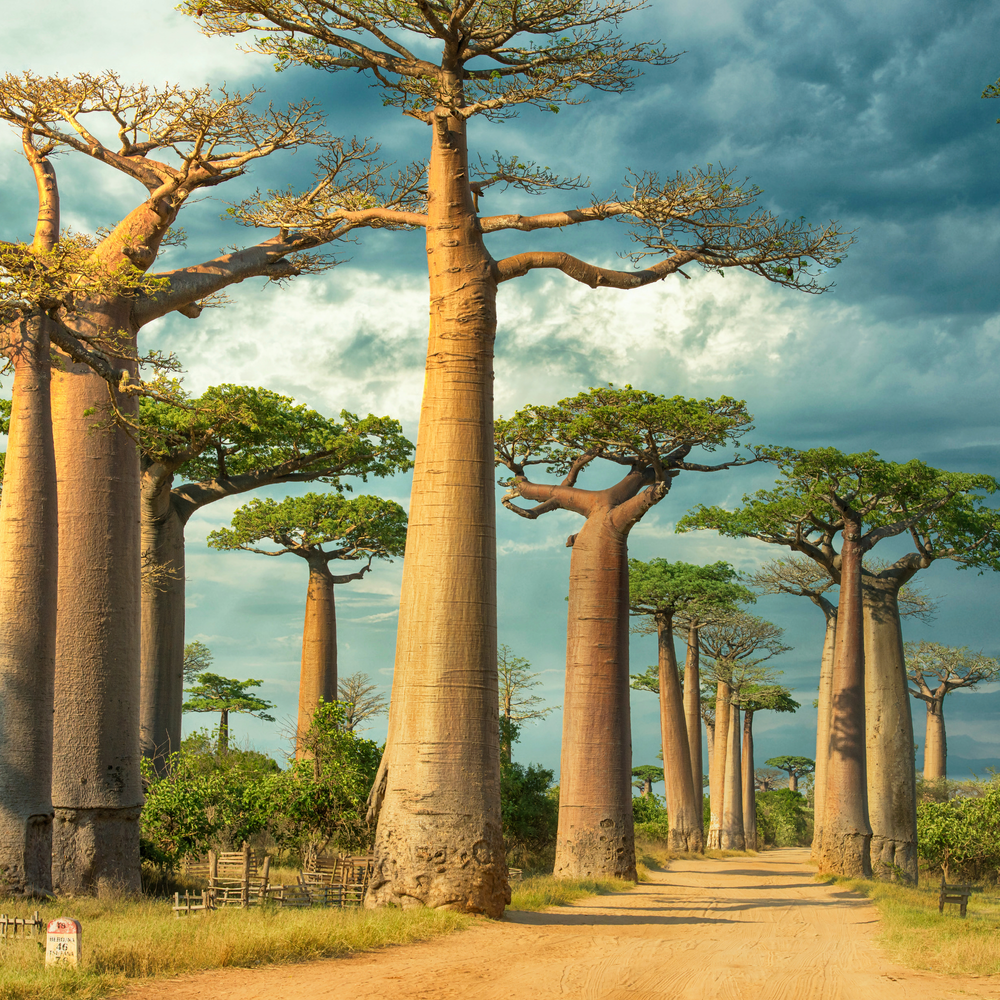 Madagascar