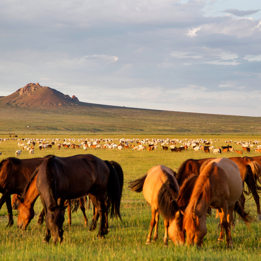 Mongolie