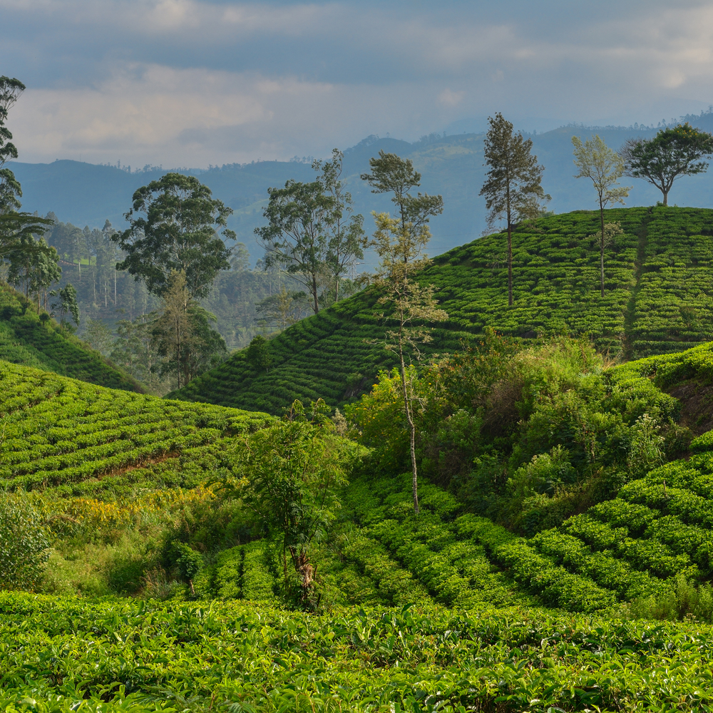 Sri Lanka