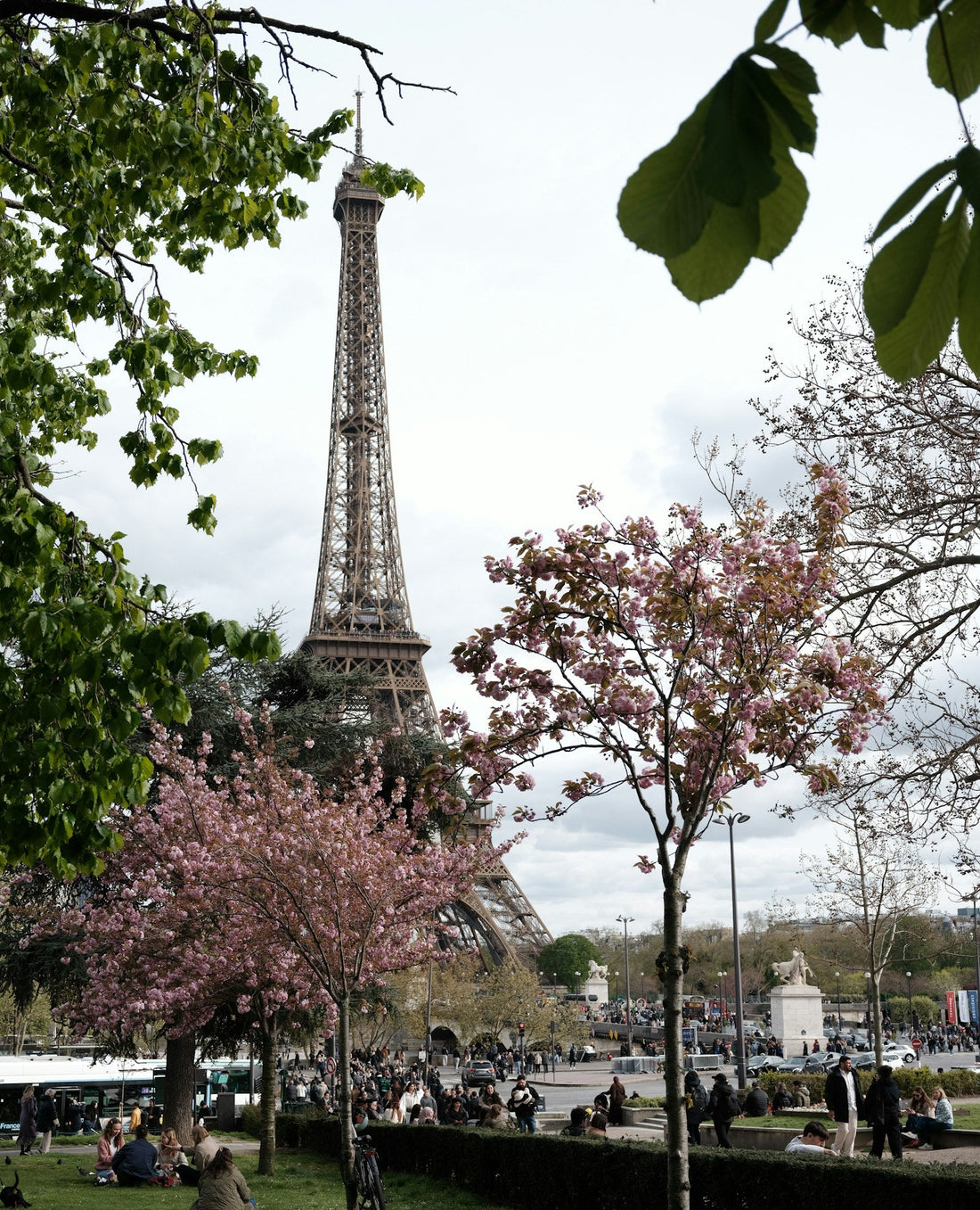 Eiffel Tower framed by blossoming trees