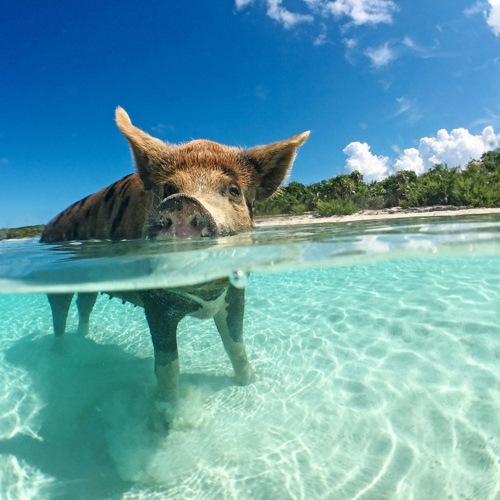 Bahamas