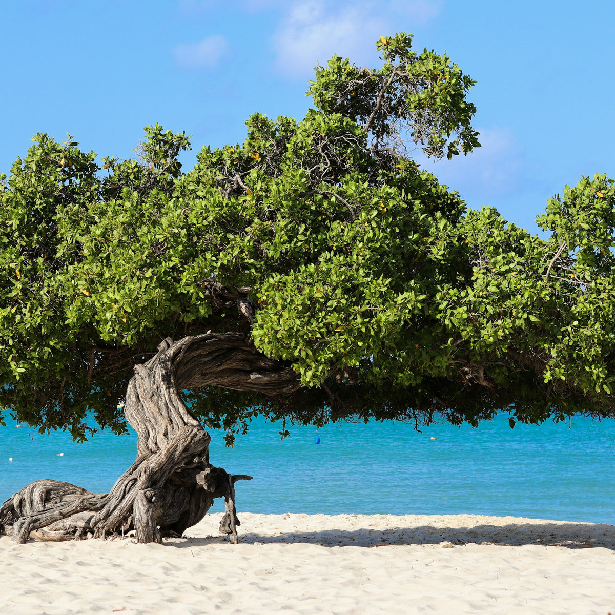 eSIM Aruba